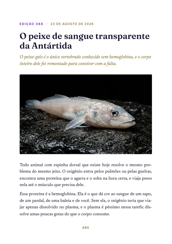 Página 480 do volume: abertura da edição 088, O peixe de sangue transparente da Antártida